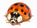 Harmonia axyridis